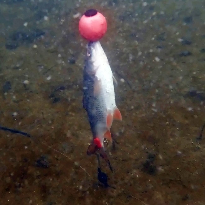 Zeck Fishing - Pop Up Ball 2 Stück